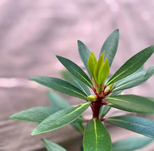 Pepperberry new growth