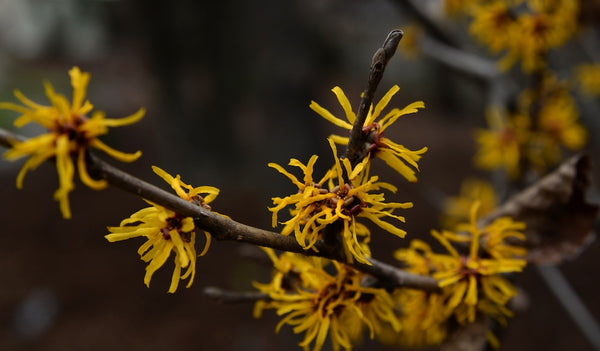 why witch hazel is not ideal for skin