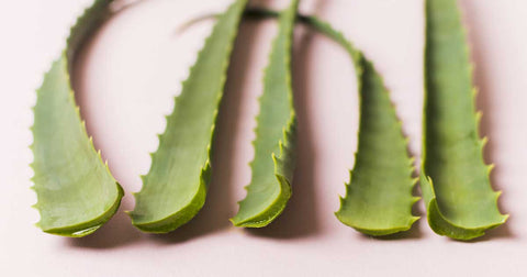 Strips of Aloe Vera on a baby pink background