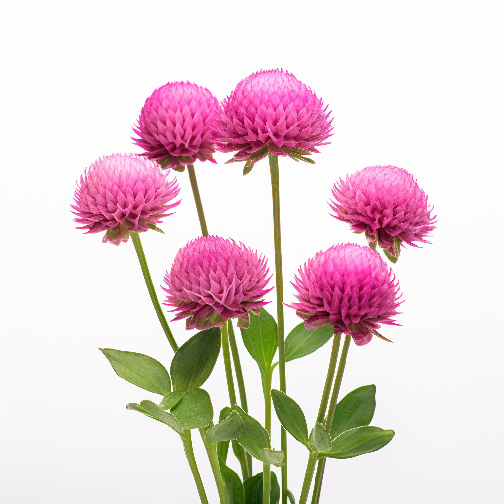 nadia9495_Gomphrena_globosa_plant_white_background_ultra_photor_2625aa72-ae69-4d40-af1c-a9c32ed89d3a