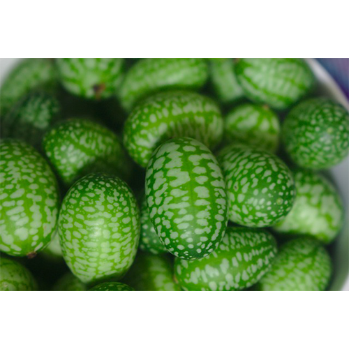 Cucamelon or also tiny watermelons