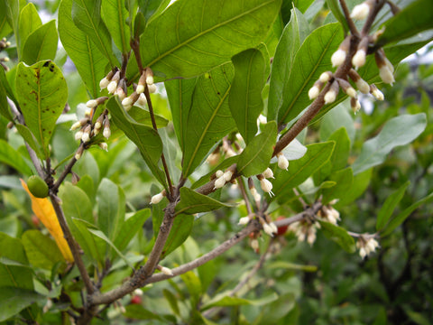 miracle berry flowers on plant