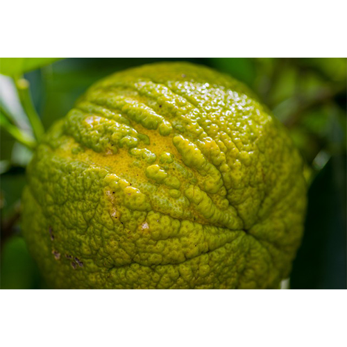 Bergamot orange. Looks similar to a yuzu and lemon. Green with a touch of yellow