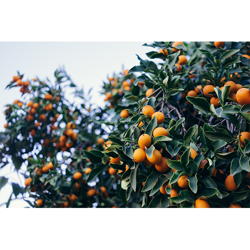 Kumquats in a tree. Orange and the size of tangerines