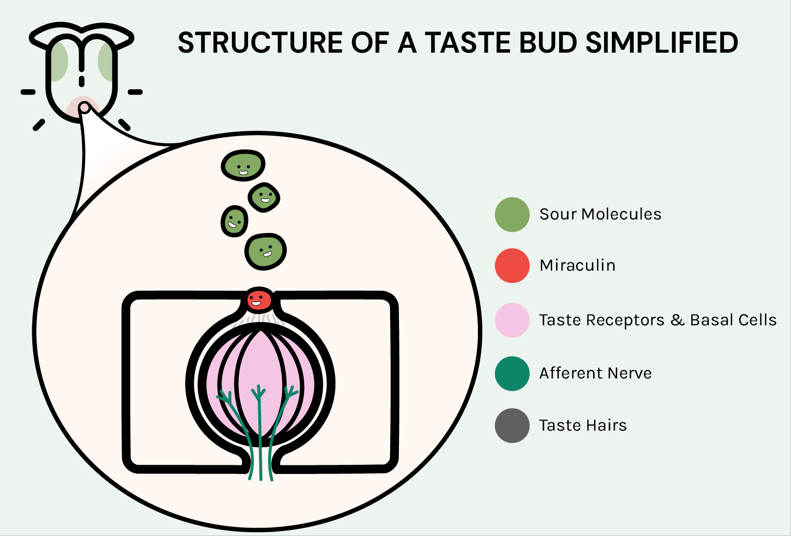 Are You a Super Taster? How Taste Impacts Your Appetite - CircleDNA