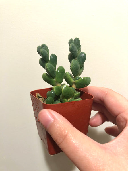 Corpuscularia Lehmannii Ice Plant Succulent Succulents Time