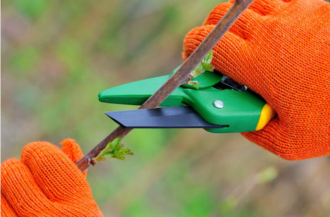 Bonsai Tree Pruning