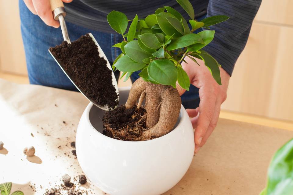 How to care for a bonsai tree
