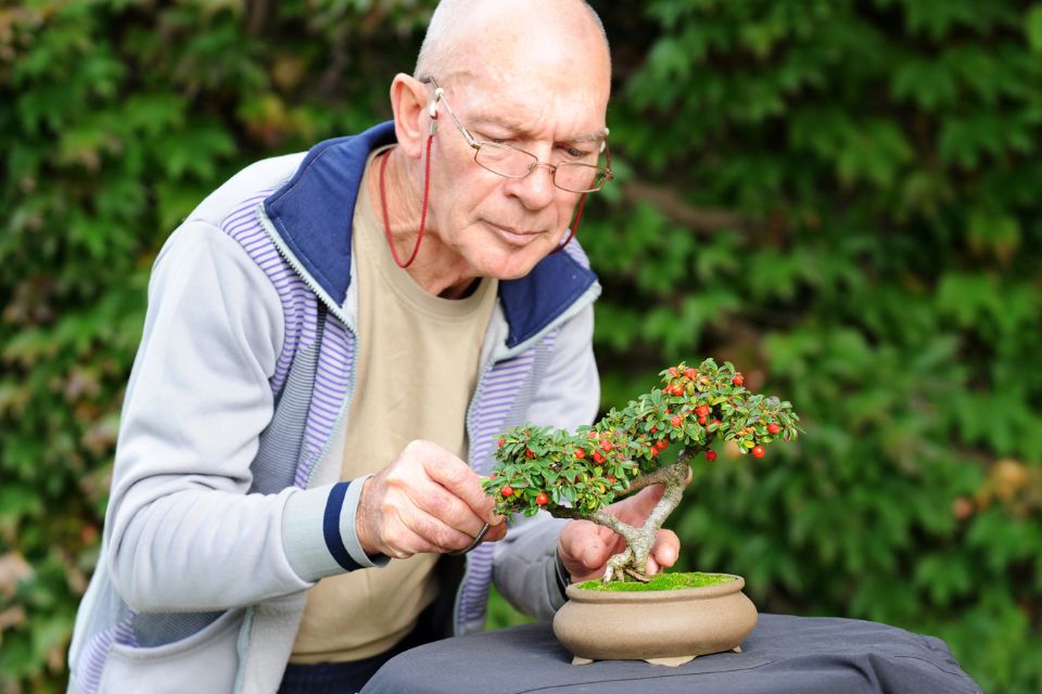 How to take care of a bonsai tree