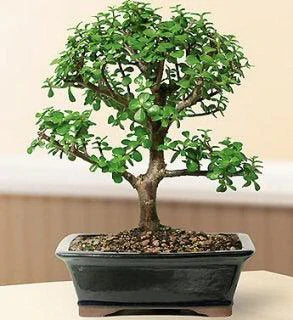 Jade Bonsai Tree