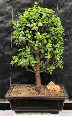 Jade bonsai tree for sale