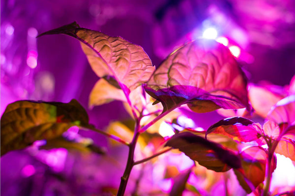 LED bonsai grow lights