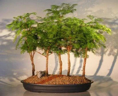 Redwood Bonsai Forest