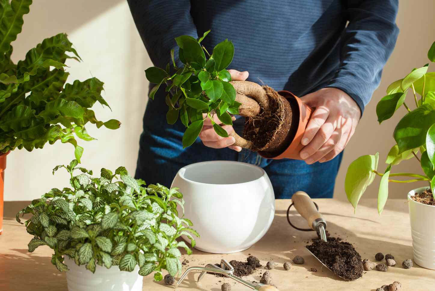 Repotting bonsai