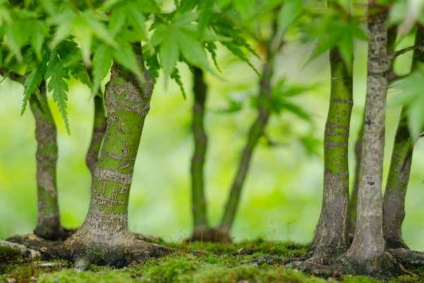 Roots of Bonsai Forest