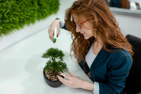 Bonsai Tree Watering