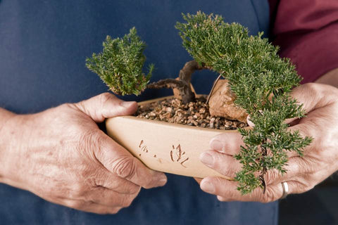 Juniper bonsai care