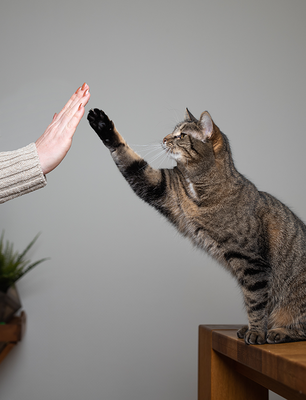 How to Teach a Cat High Five — MyDearKitty