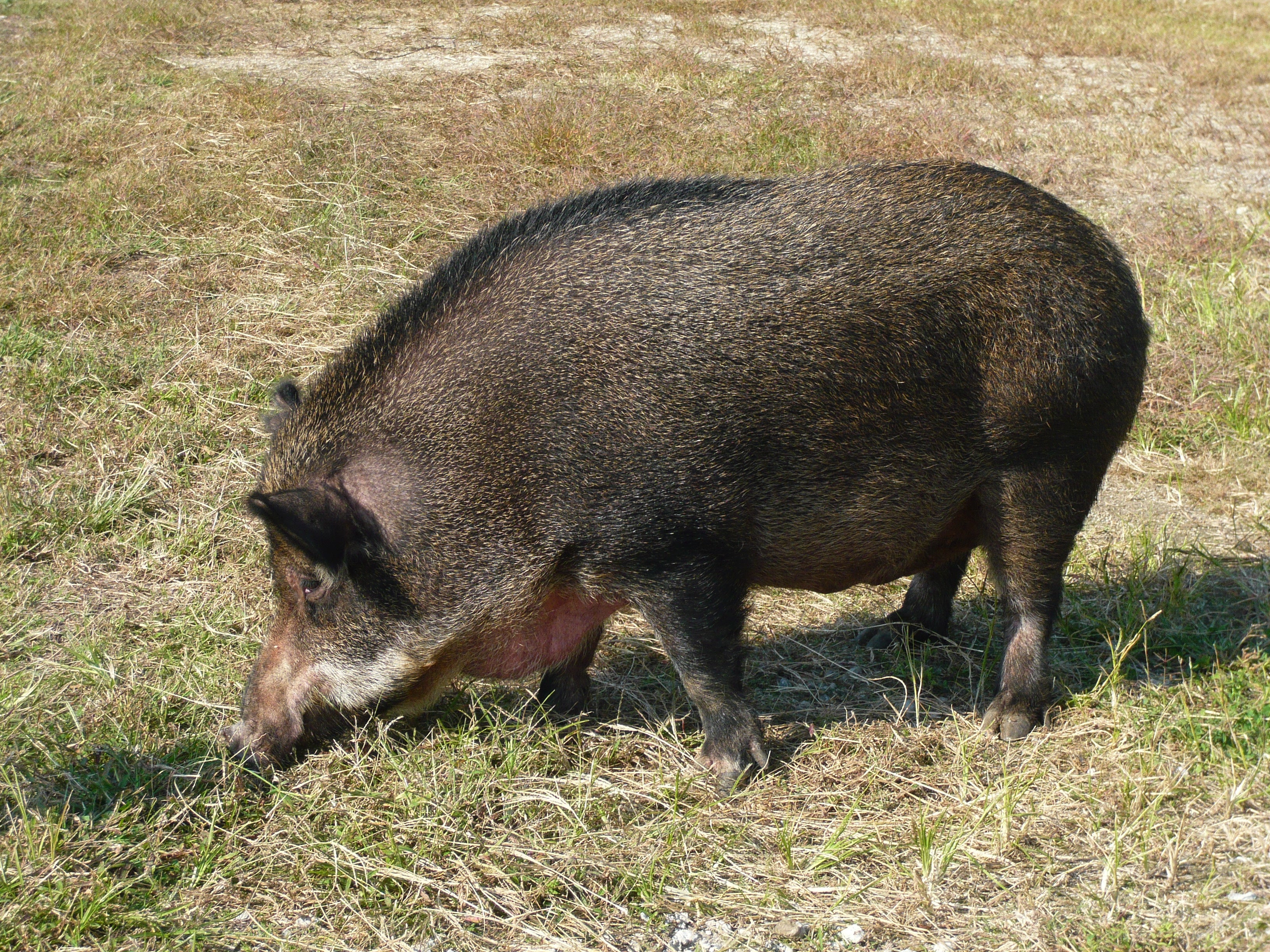 「イノブタ肉」ってどんな味？のイメージ画像