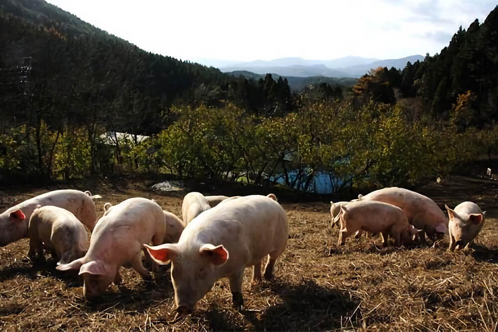 他にはない「甘み」「食感」の秘密のイメージ画像