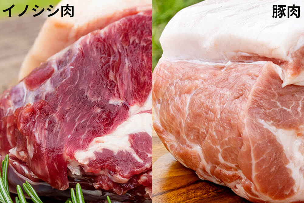 イノシシ肉と豚肉の味の違いのイメージ画像