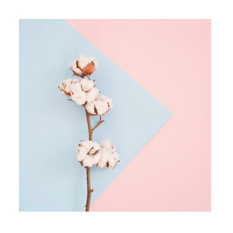 Cotton on background of pink and blue