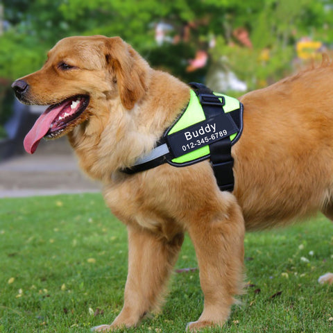 dog harness with name