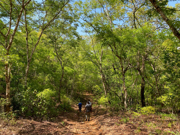 Three people walking through a mature forest surrounded by trees