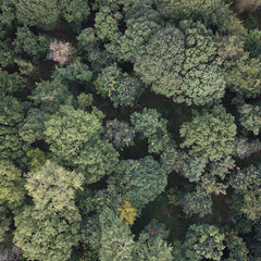 View of a British woodland