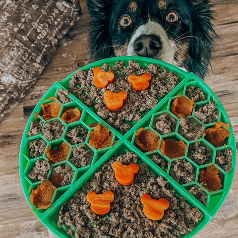 Green lick mat with dog food, pumpkin, and bear-shaped carrots being held in front of an Australian shepherd.
