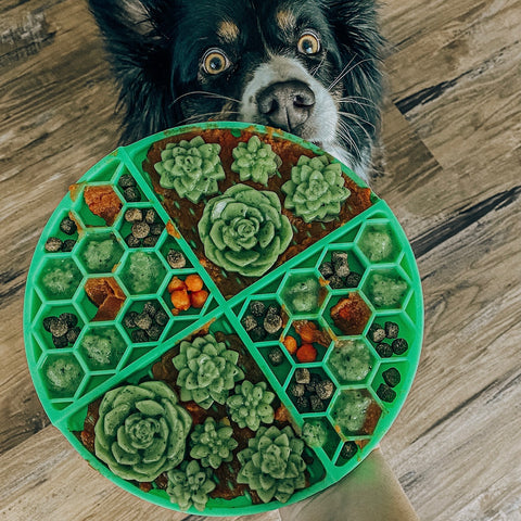 An Australian Shepherd licking a green lick mat with succulents, carrot, and dry food on it.