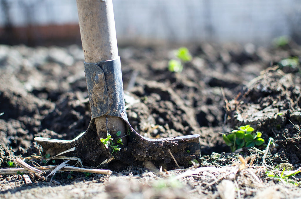 Organic farming shovel in soil sprouts