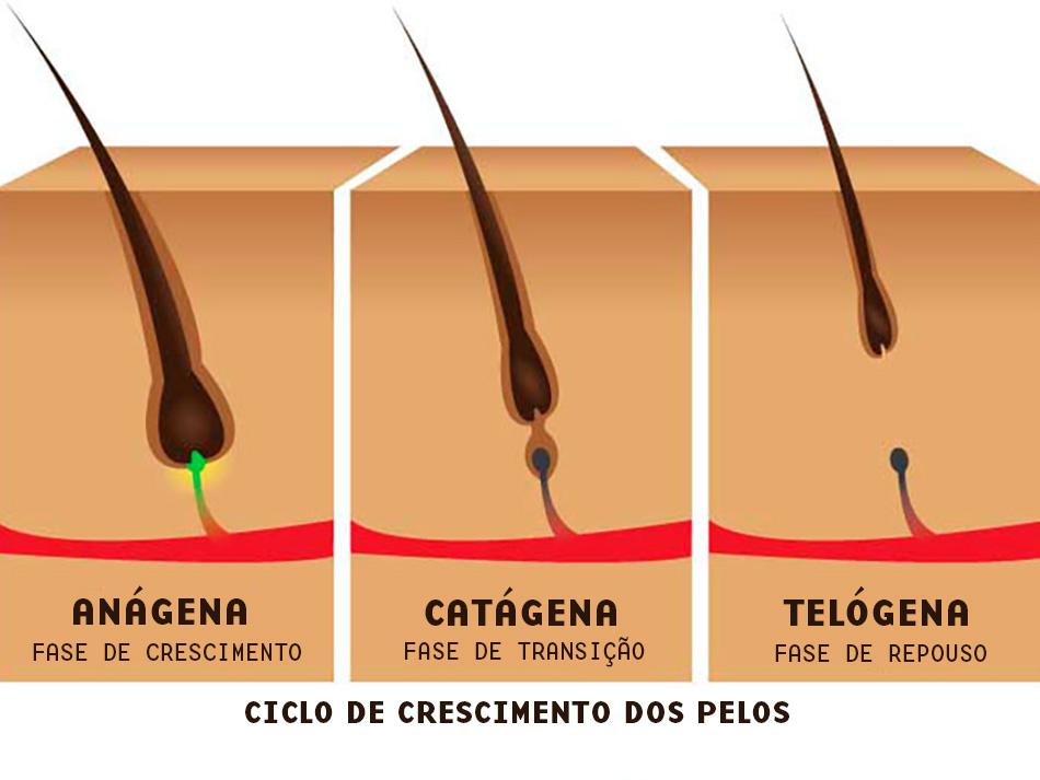 Ciclo de Crescimento dos Pelos