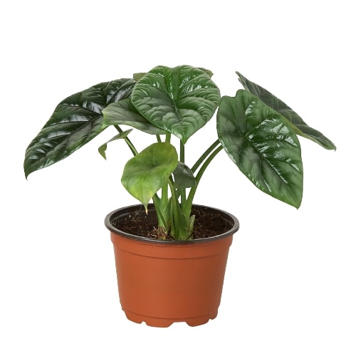 Tropical Indoor Plants — House Plant Wholesale