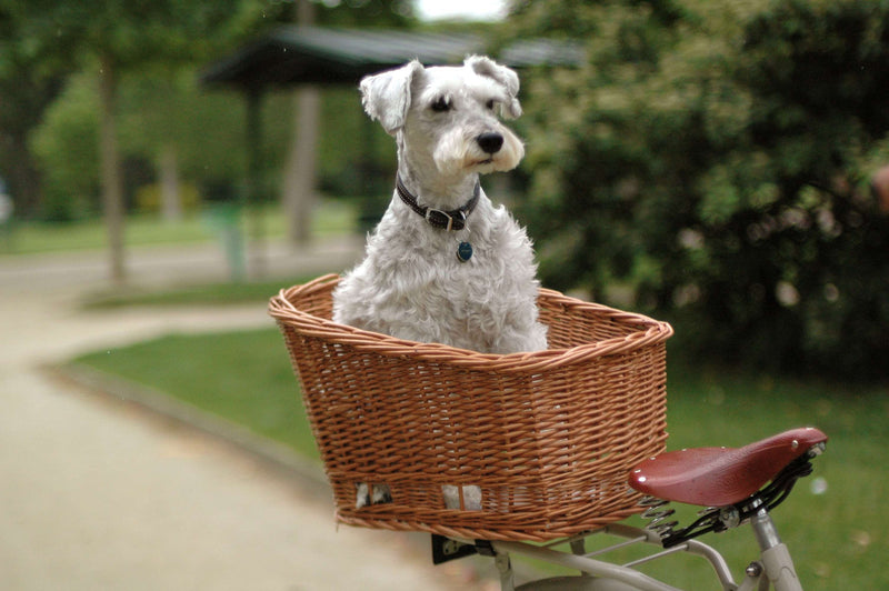 basil pluto bike basket