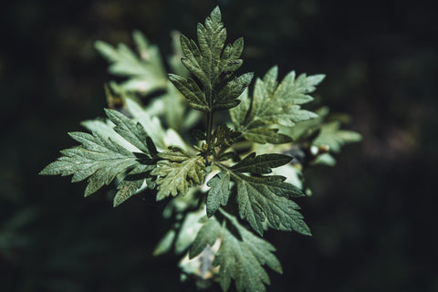 mugwort for sleep mugwort lucid dreaming