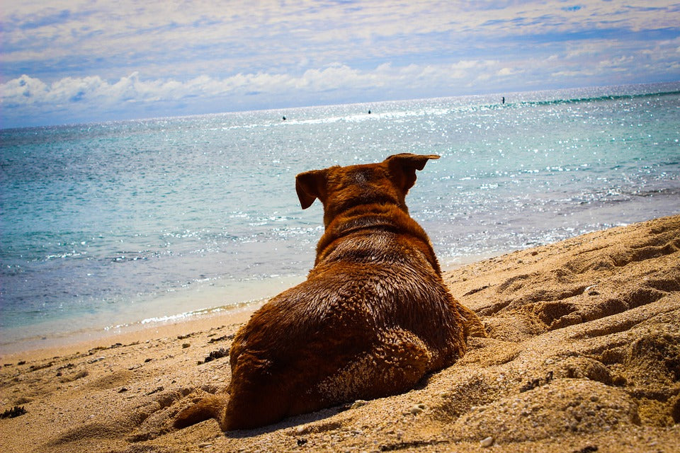 dog on beach
