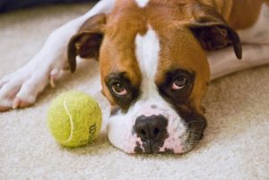 sad dog wants to play