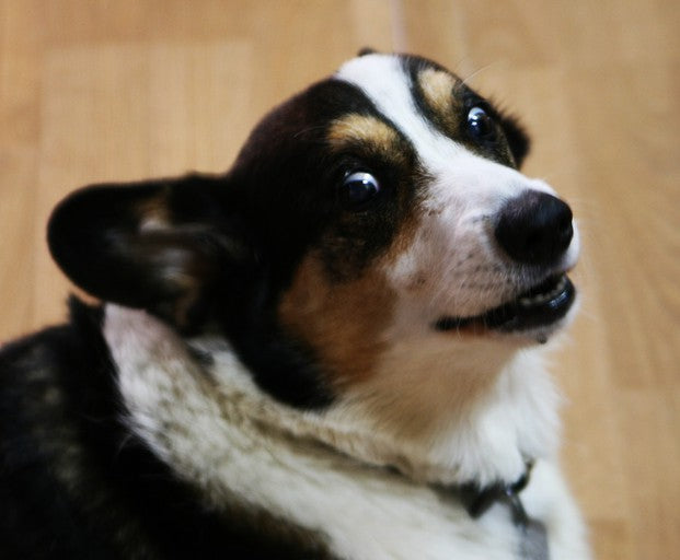 scaredy dog2