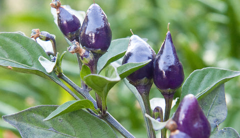 Purple Pepper