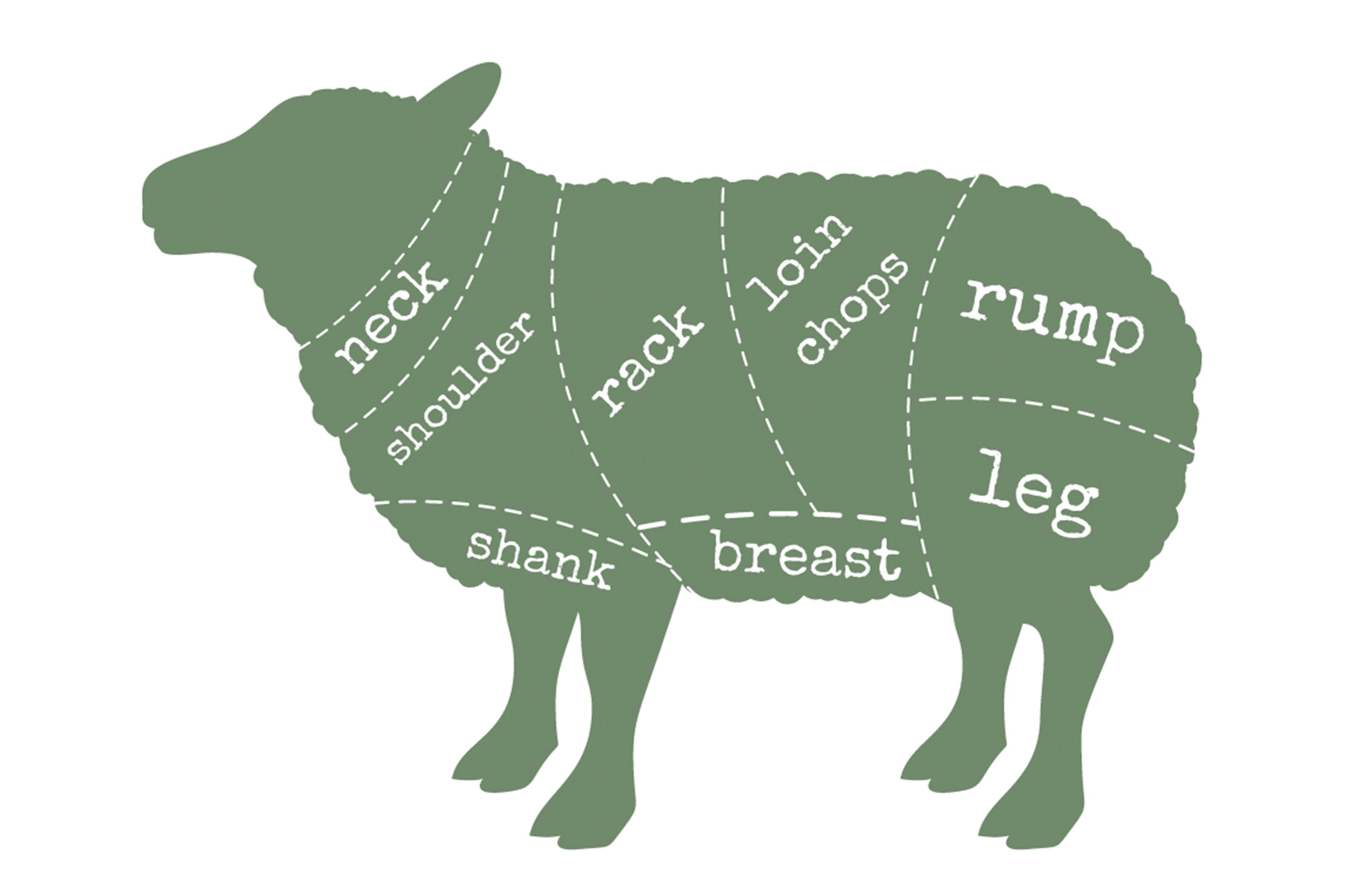 The anatomy of a lamb diagram