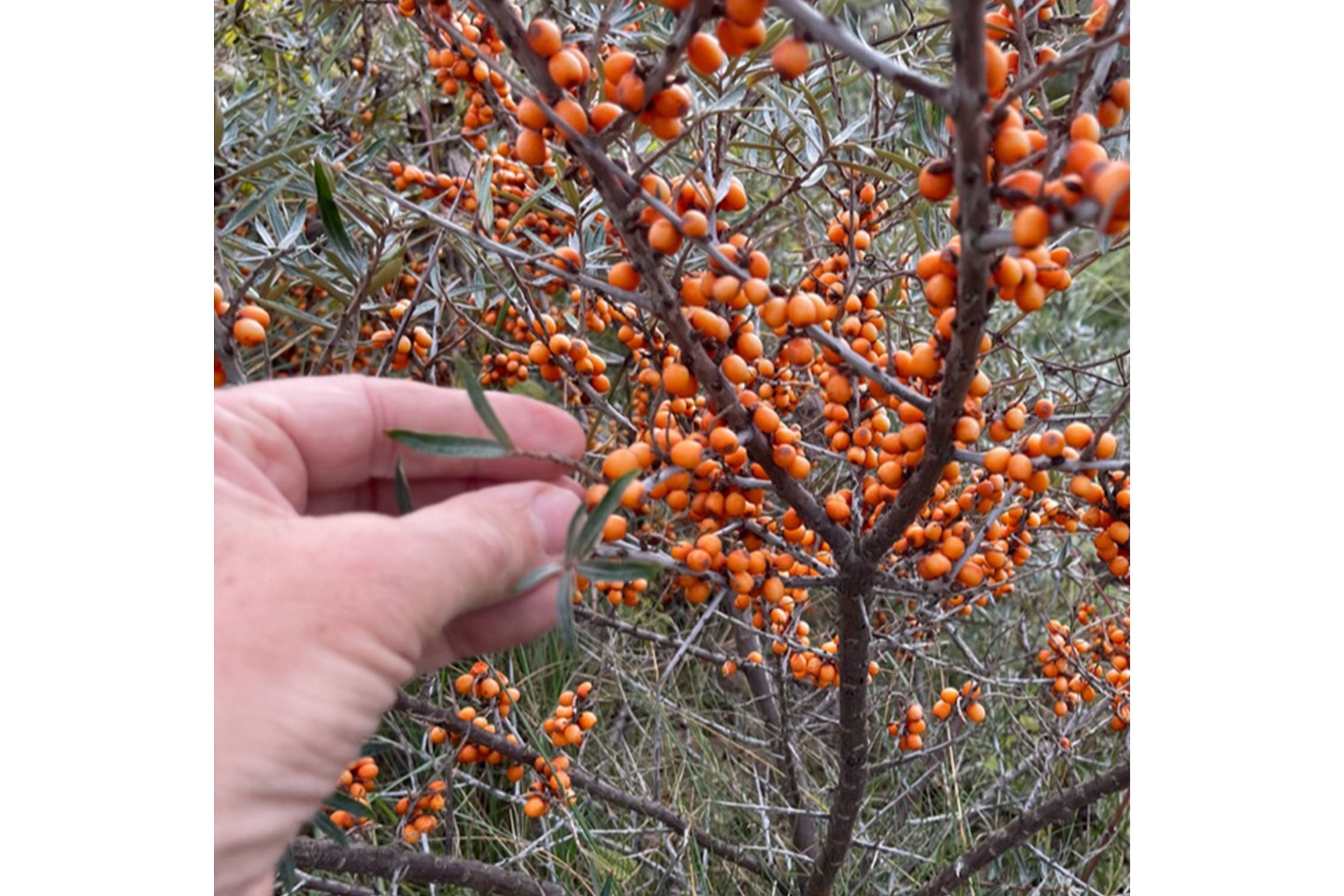 Person picking berries from a tree