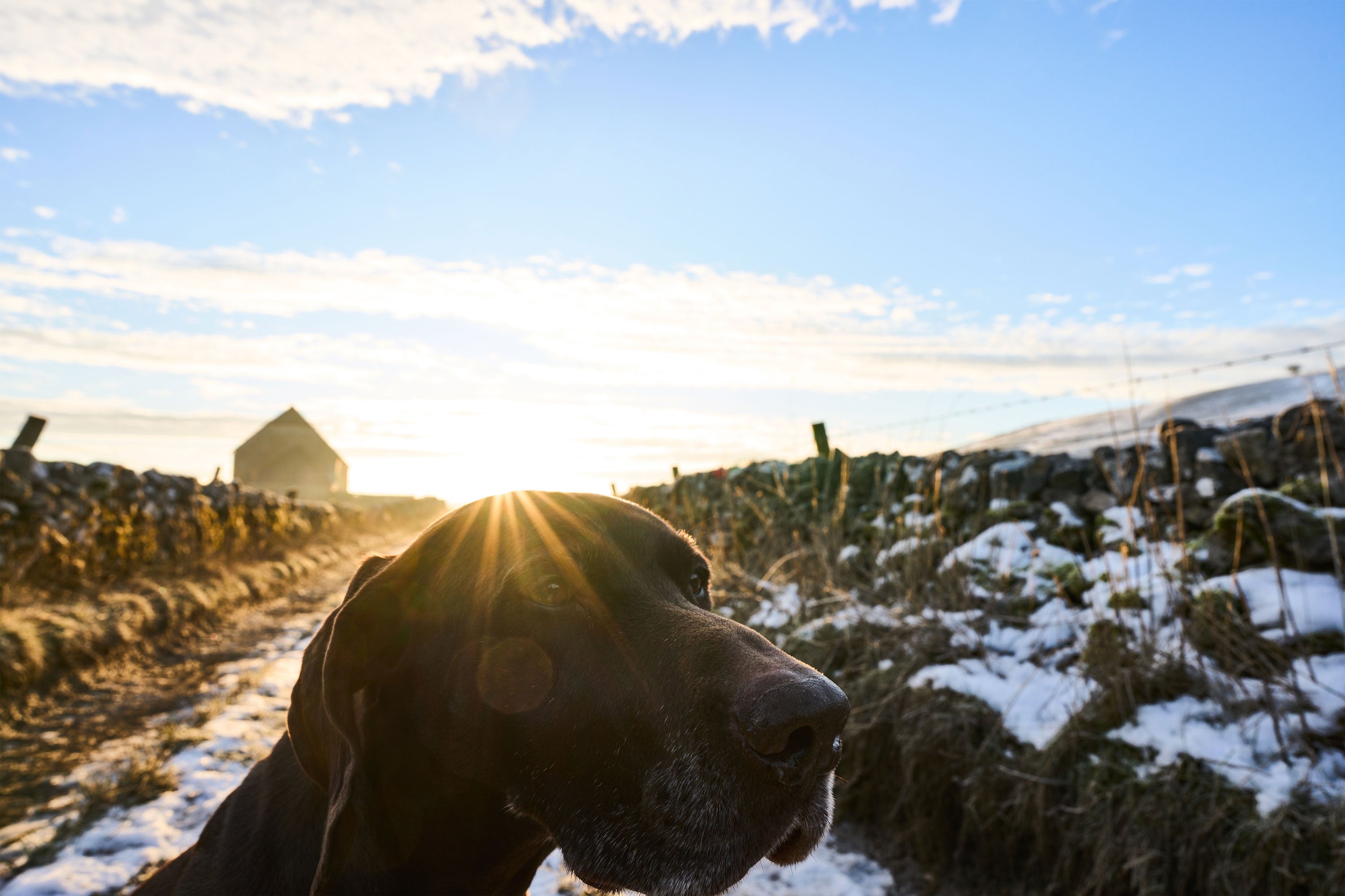 Ein Deutsch-Kurzhaar-Hund mit Sonnenaufgang im Hintergrund vor einer einer schneebedeckten Landschaft