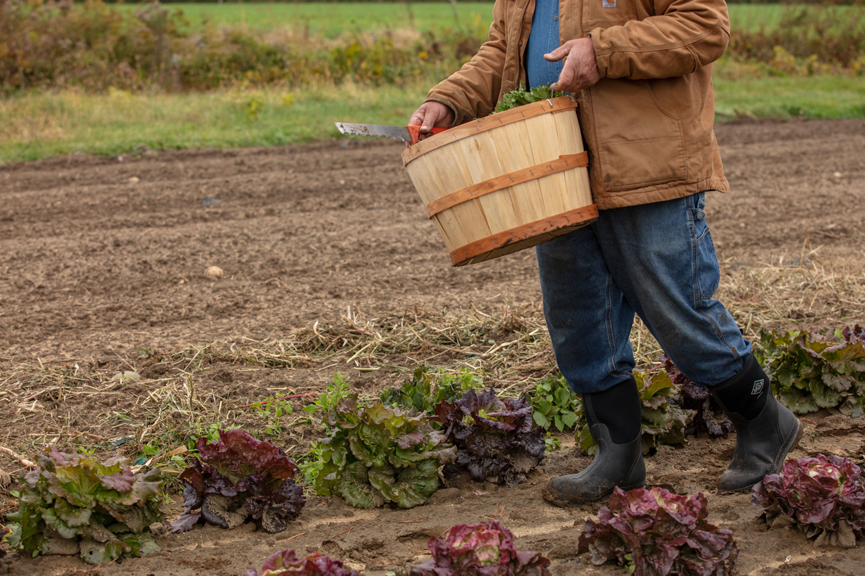 Man walking with a barrel of cabbage leaves, wearing a pair of Muck Boots wellingtons