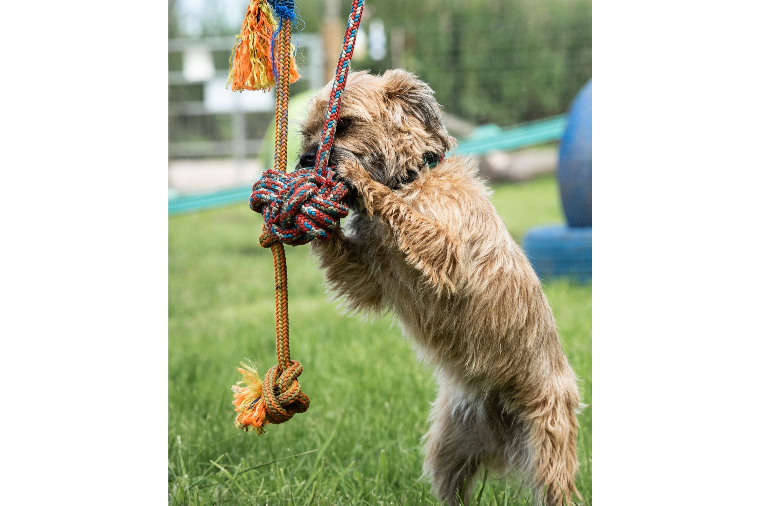 A small dog chewing on a hanging rope