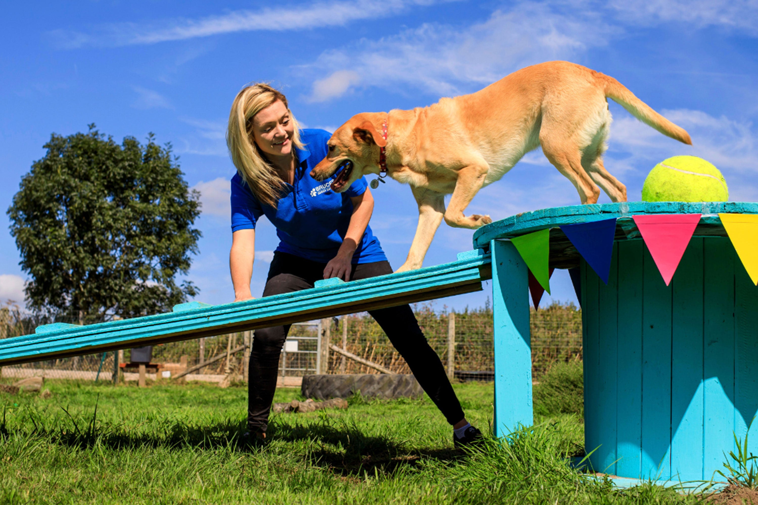 A Labrador walking down a blue coloured ramp with a female trainer to the side on a blue sky day