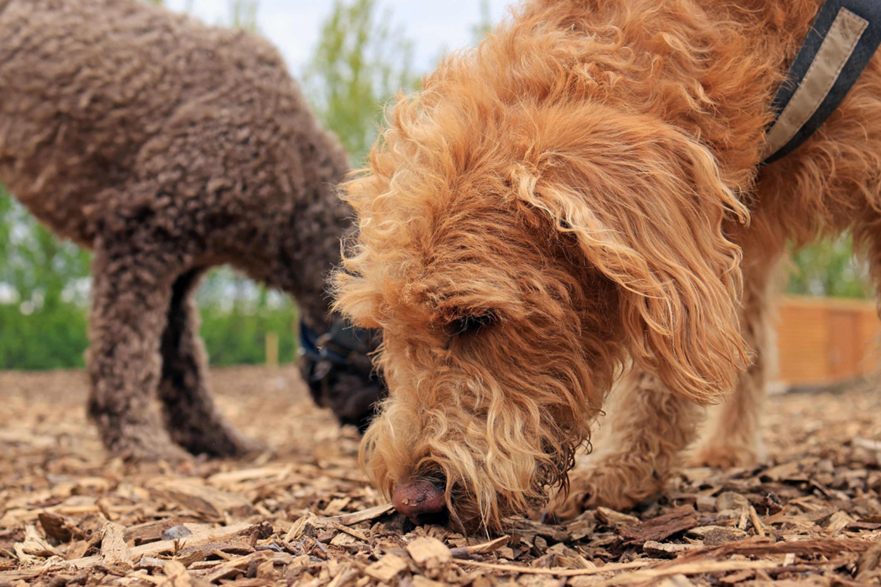 Two brown Cockapoo's sniffing a woodchip covered ground