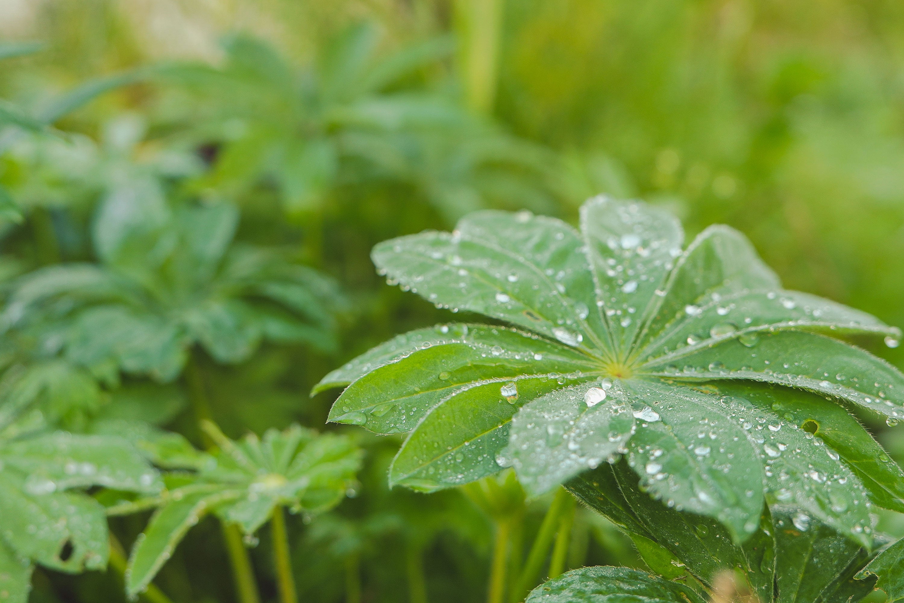 Green plant leaves covered in water droplets