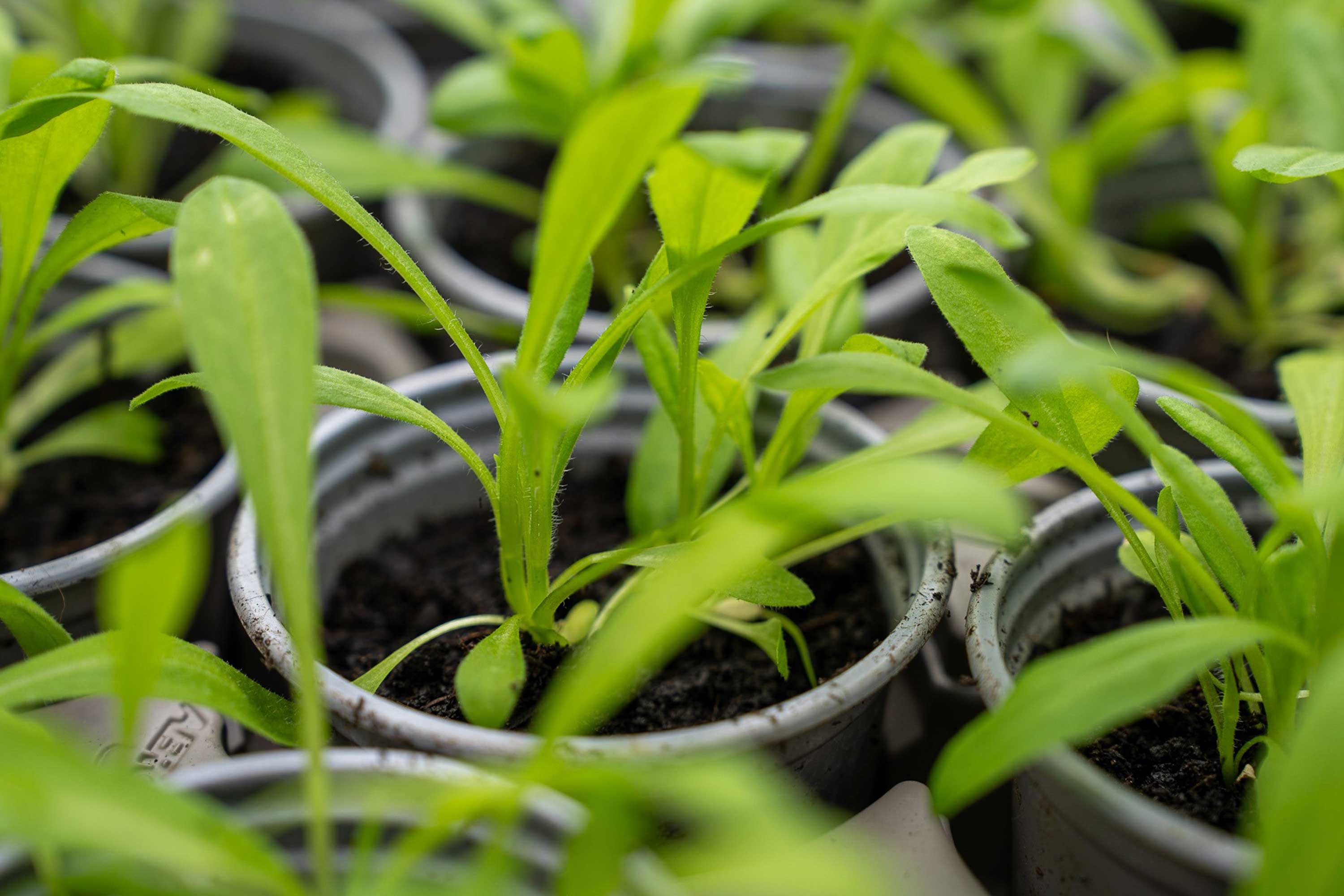 Close up of small plants in plant pots