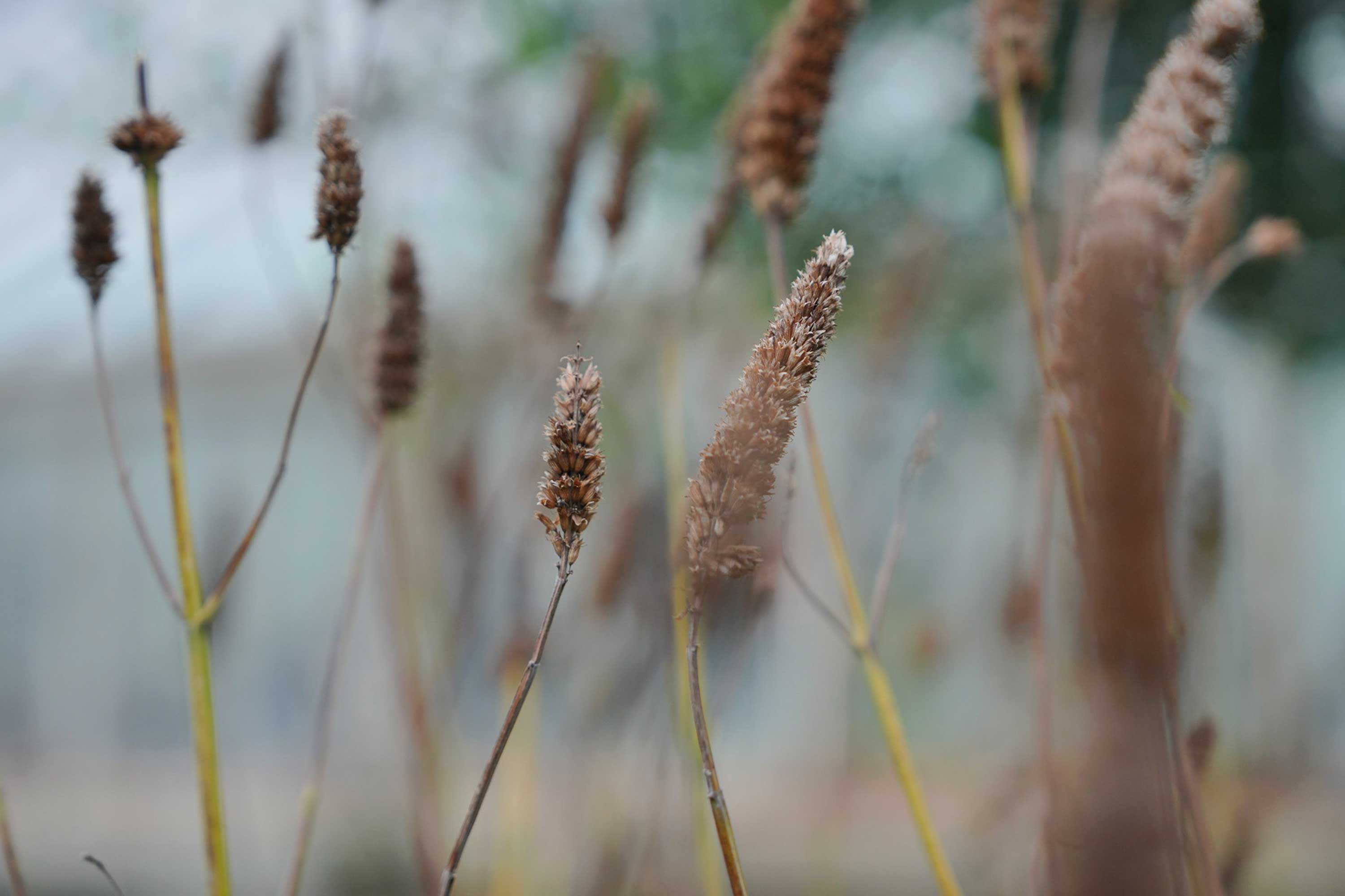 Close up of dead grasses with seed heads